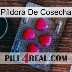 Píldora De Cosecha 13